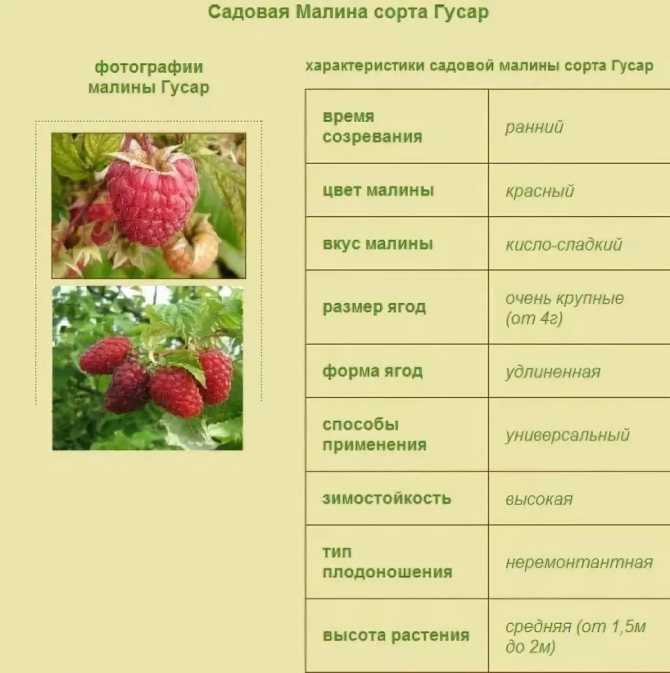 Описание и характеристики 50 лучших сортов малины для сибири