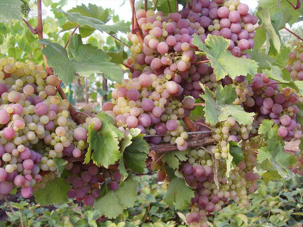 Виноград платоновский: описание сорта с характеристикой и отзывами, особенности посадки и выращивания, фото