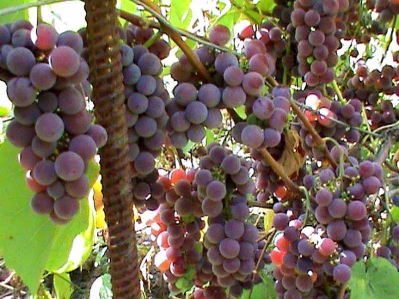 Как вырастить виноград лидия – dachampion