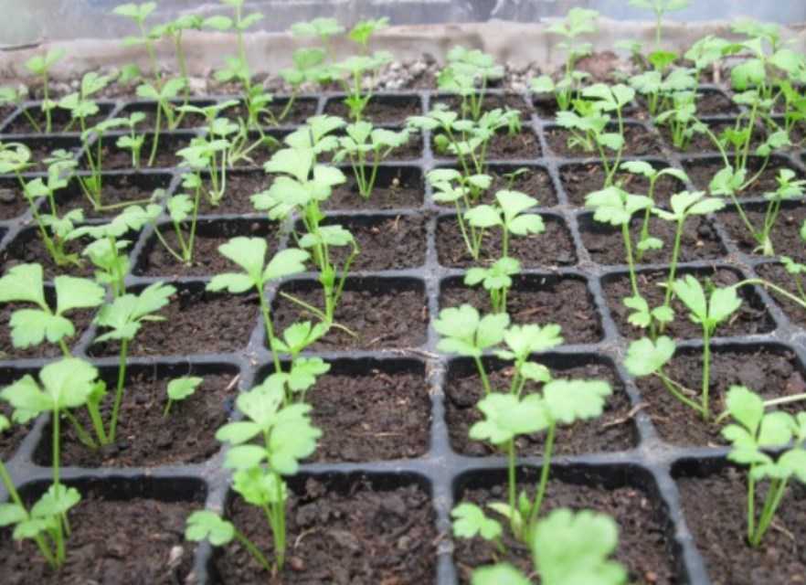 Когда высаживать корневой сельдерей в открытый грунт и как выращивать: секреты получения богатого урожая