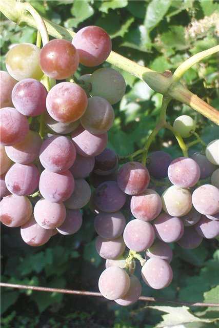 Виноград "виктор": описание сорта, фото, отзывы