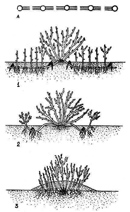 Размножение традесканции: как размножить ее семенами, делением и черенками в воде? уход после черенкования