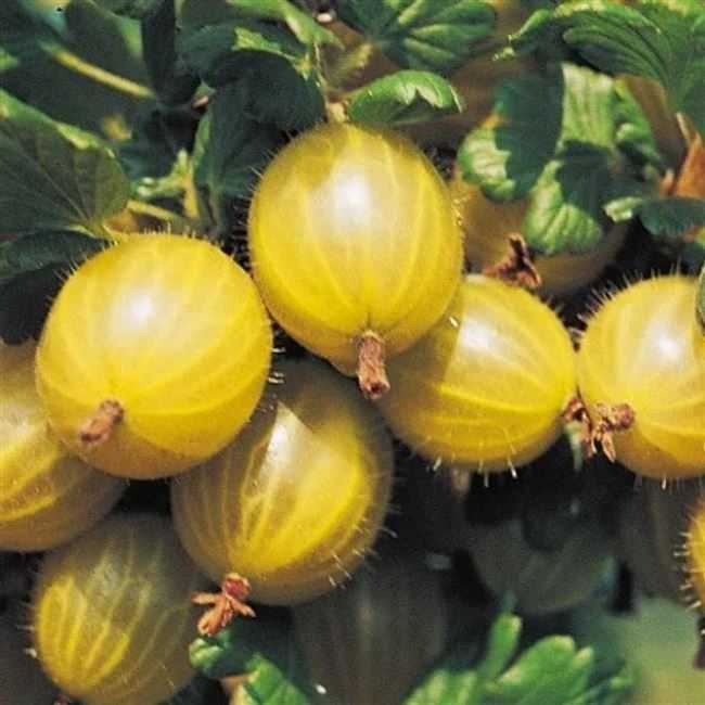Зимостойкие абрикосы плюс шарафуга – лучшие сорта и советы по уходу от «зеленой грядки» — agroxxi