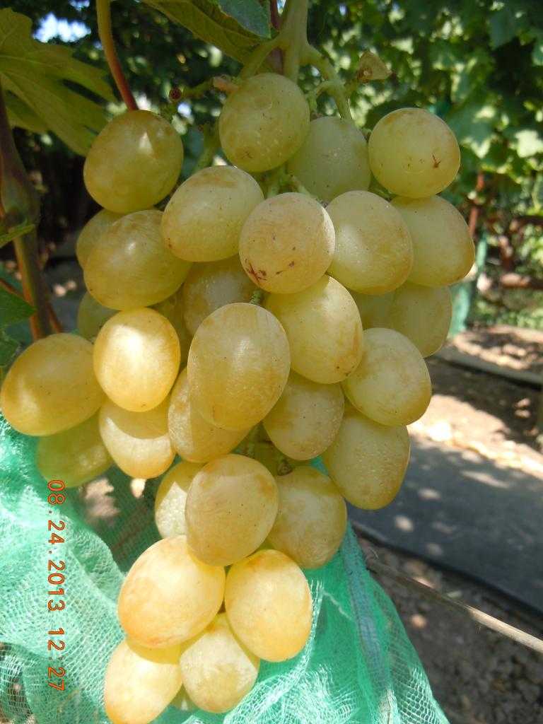 Особенности сорта винограда «сенатор» от селекционера е. г. павловского