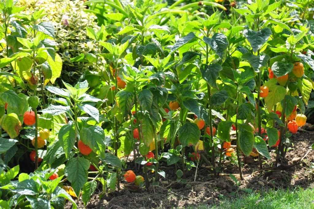 Физалис съедобный: фото и описание, как выращивать и употреблять в пищу - sadovnikam.ru