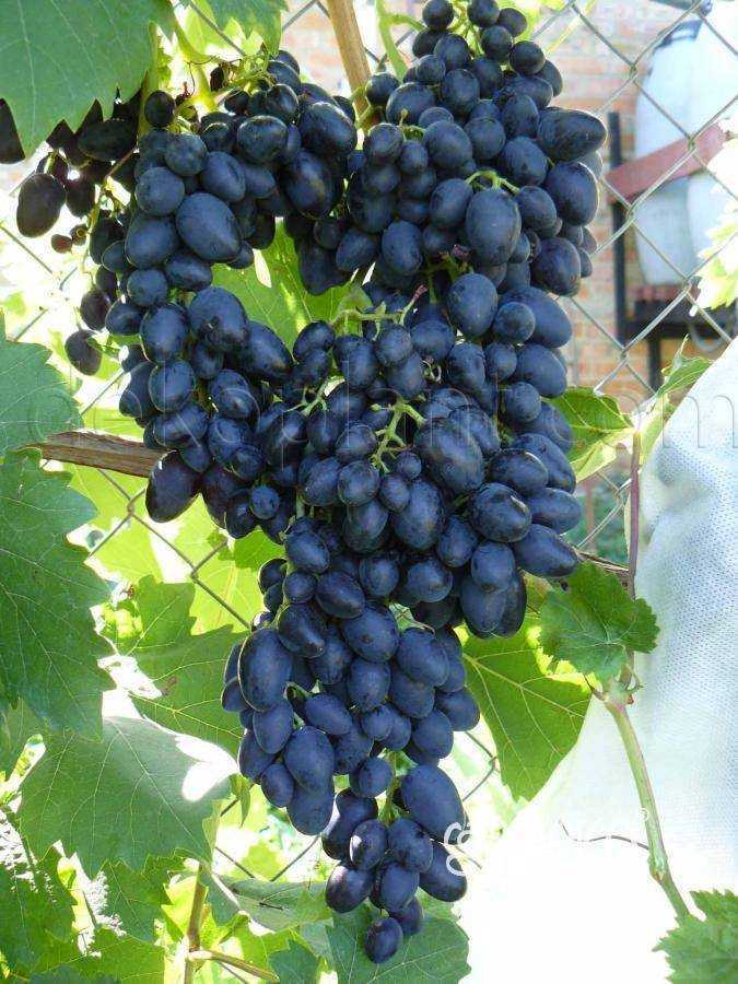 Виноград надежда азос - мир винограда - сайт для виноградарей и виноделов