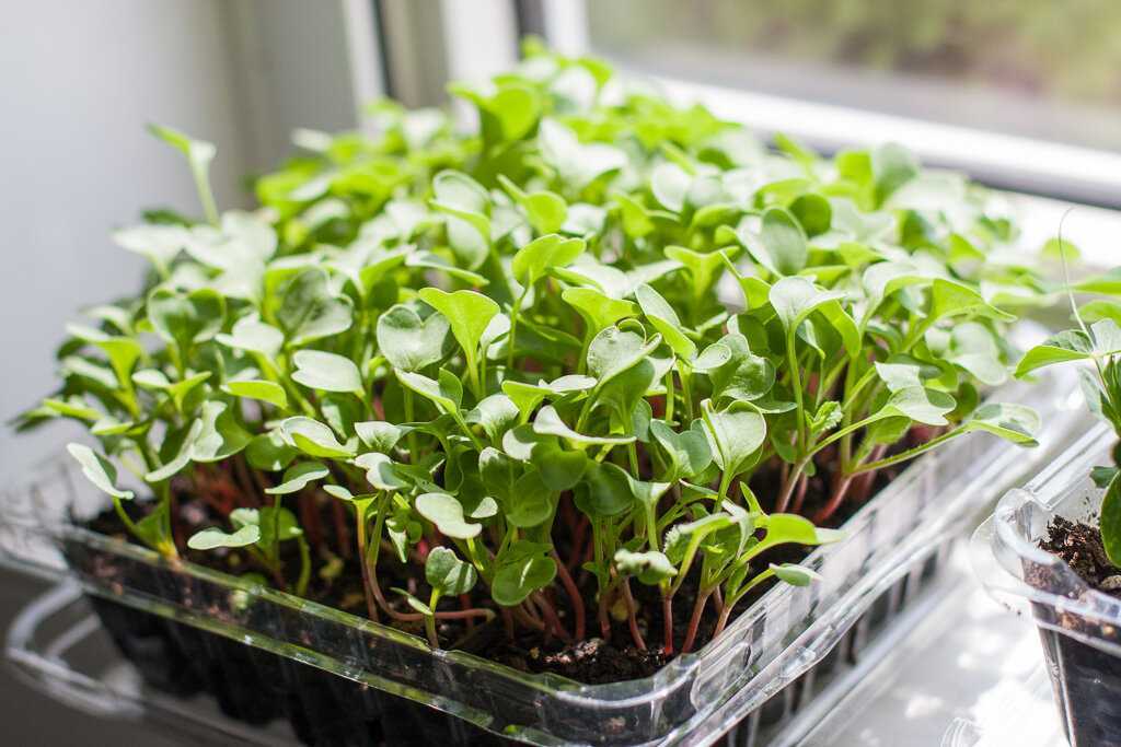 Кресс-салат – выращивание на подоконнике