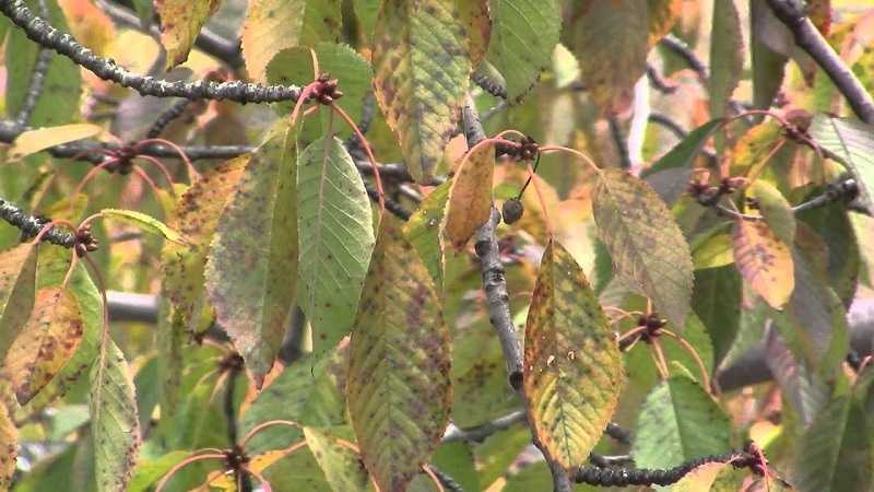 Признаки появления и меры борьбы с заболеванием коккомикоз вишни, чем лечить