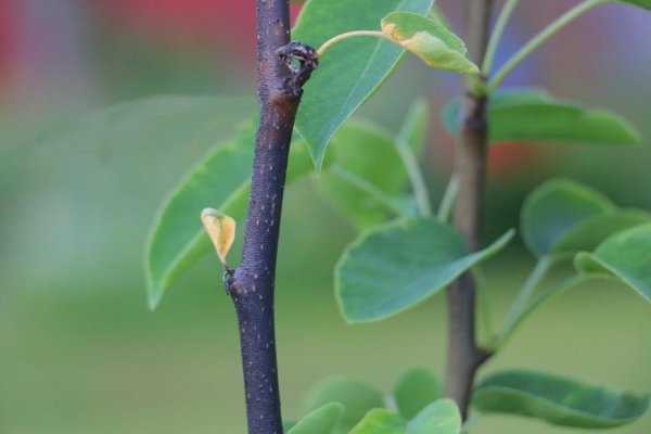На вишне сохнут листья: причины, меры борьбы и профилактика