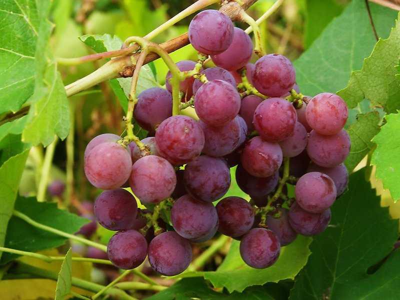 Виноград лидия: описание сорта с характеристикой и отзывами, особенности посадки и выращивания, фото