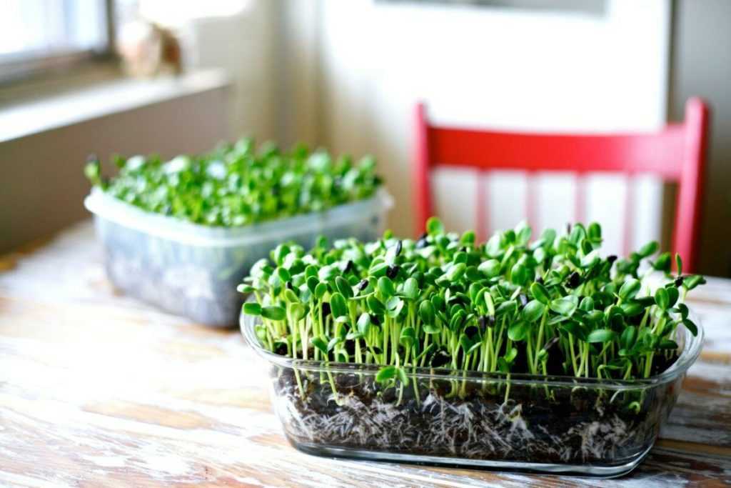 Руководство по успешному выращиванию зелени на подоконнике: как получать урожай даже зимой