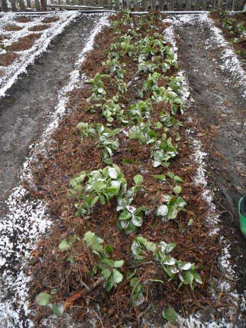 Как подготовить клубнику к зиме по всем правилам - подробная инструкция для садовода