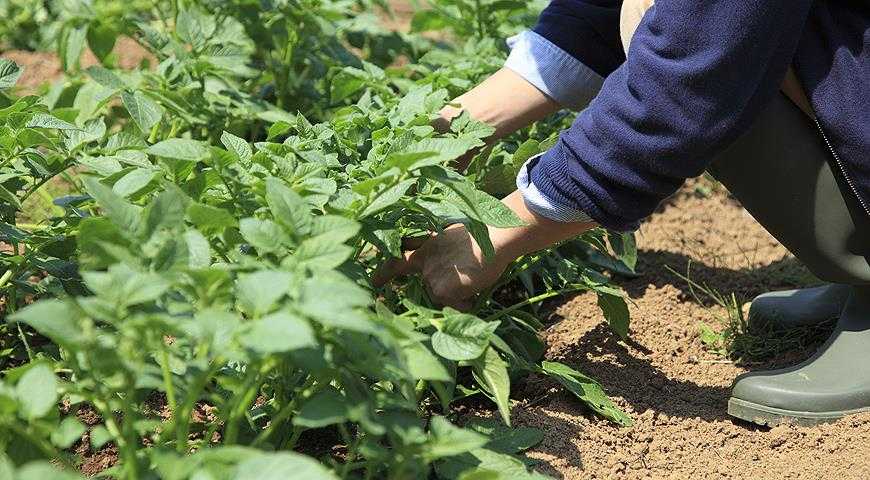 Выращивание и уход за шпинатом: в огороде, на подоконнике, польза растения, и выбор сорта