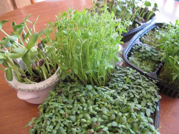 Кресс-салат выращивание из семян в домашних условиях и в открытом грунте