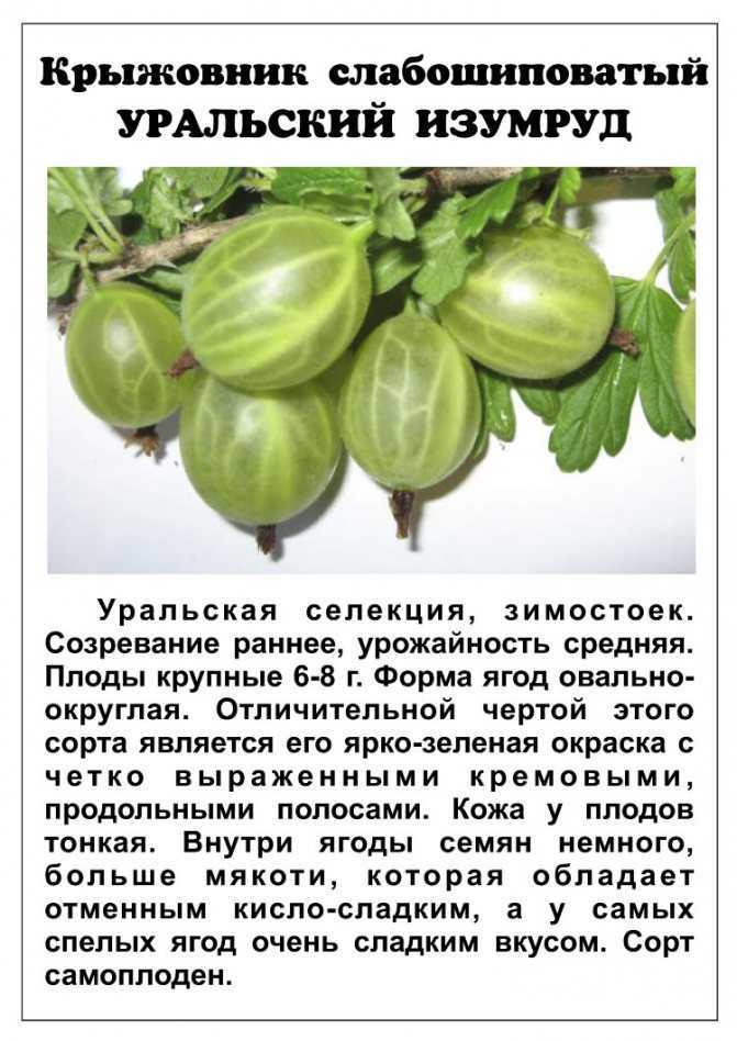✅ крыжовник медовый — описание сорта, фото и отзывы - cvetochki-penza.ru