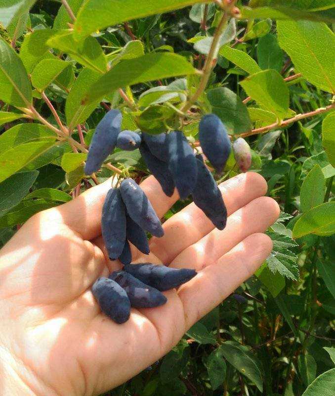 Жимолость голубое веретено: описание сорта, особенности выращивания