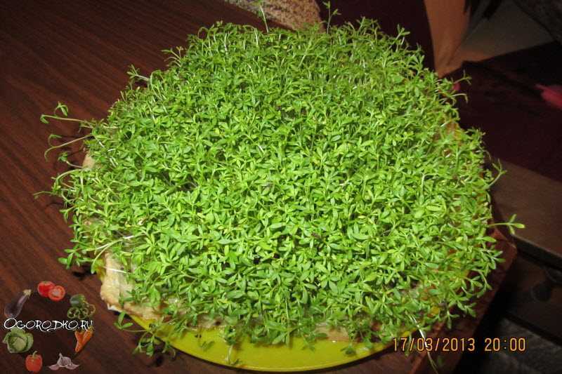 Кресс-салат: выращивание на подоконнике - полезные свойства, виды, выращивание и уход, сбор урожая