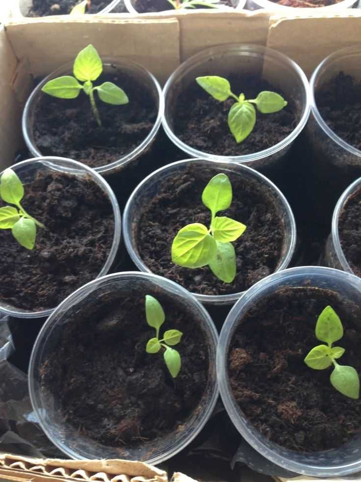 Физалис: выращивание из семян в домашних условиях - sadovnikam.ru