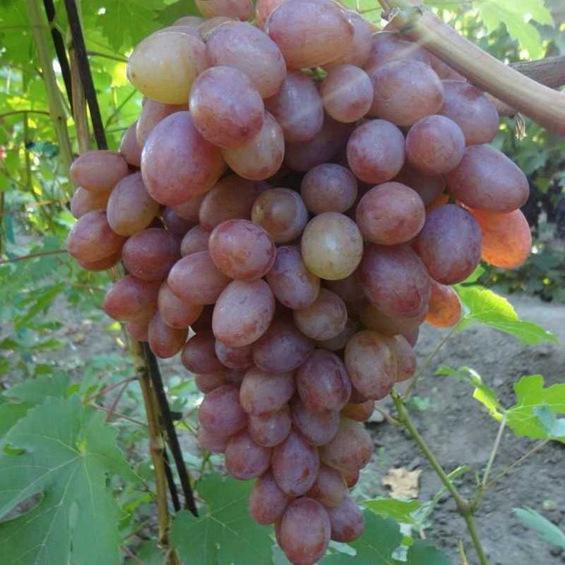 Виноград "румба": описание сорта, фото, отзывы