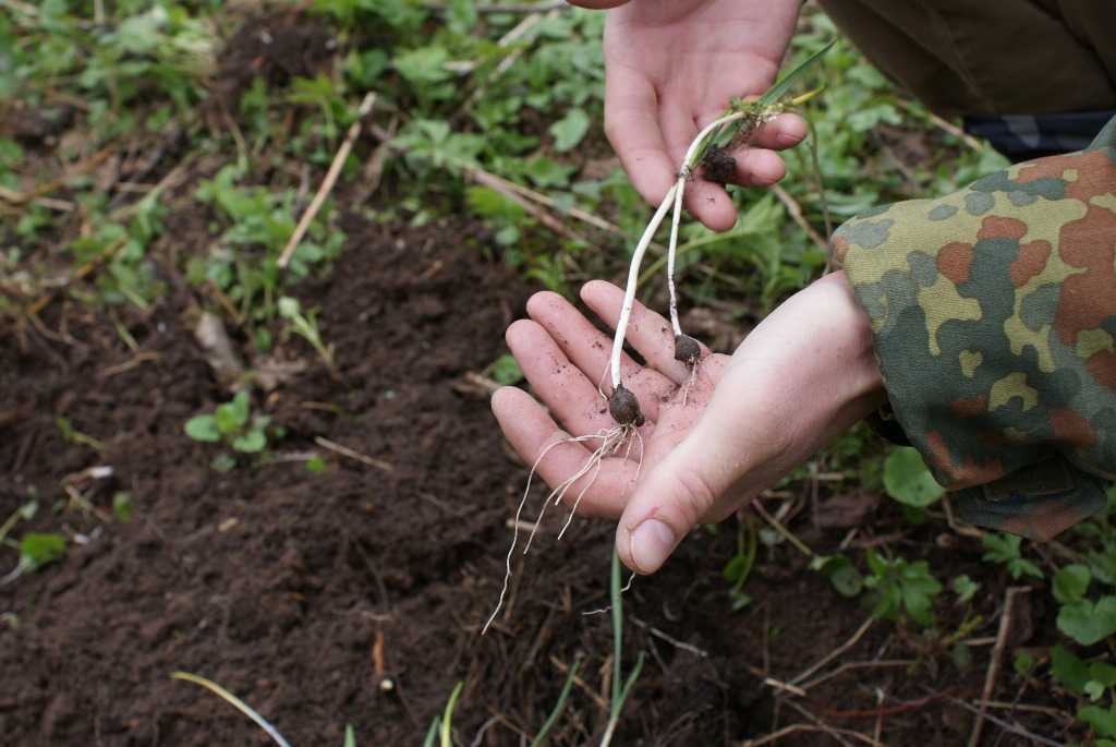 Ревень: выращивание из семян, посадка и уход в открытом грунте, что это такое, как его едят?