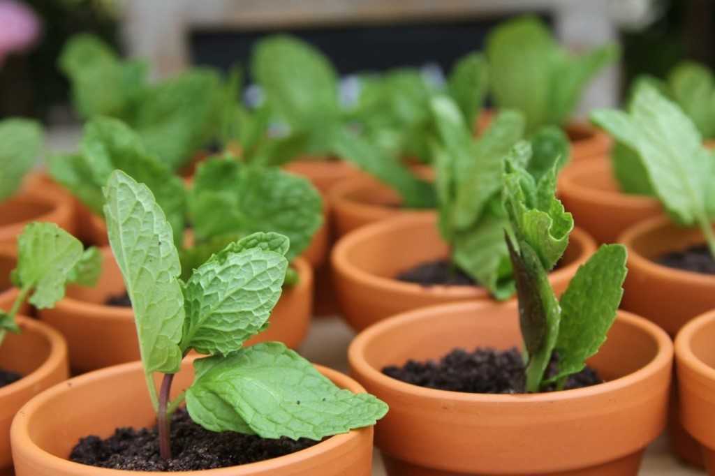 Как вырастить мяту в домашних условиях на подоконнике из семян