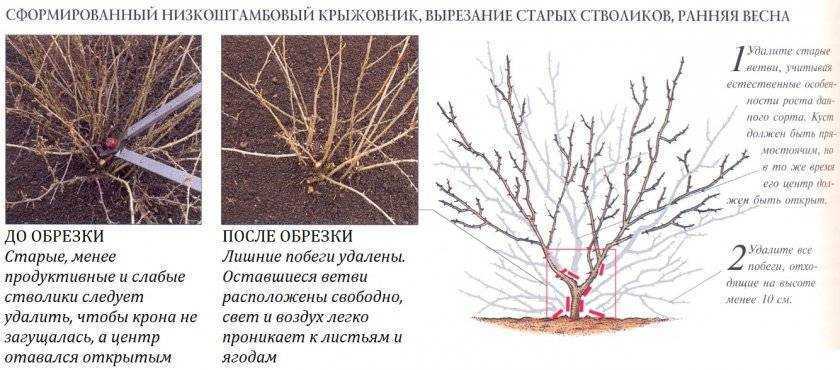 Красная смородина выращивание и уход, в том числе весной, а также основные этапы агротехники
