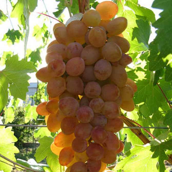 Виноград румба, описание и характеристики сорта, особенности выращивания и ухода