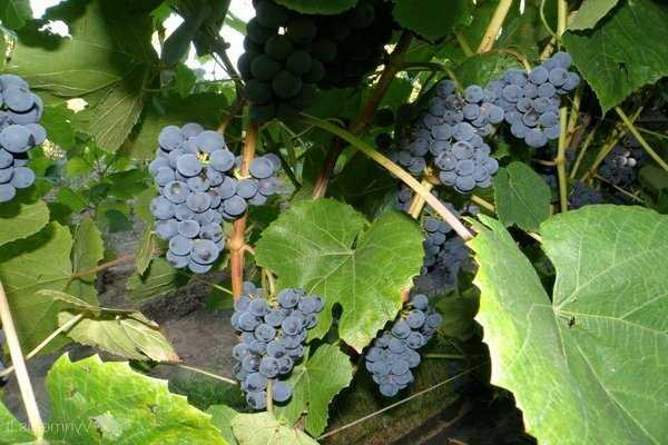 Виноград зилга: описание сорта, фото, отзывы