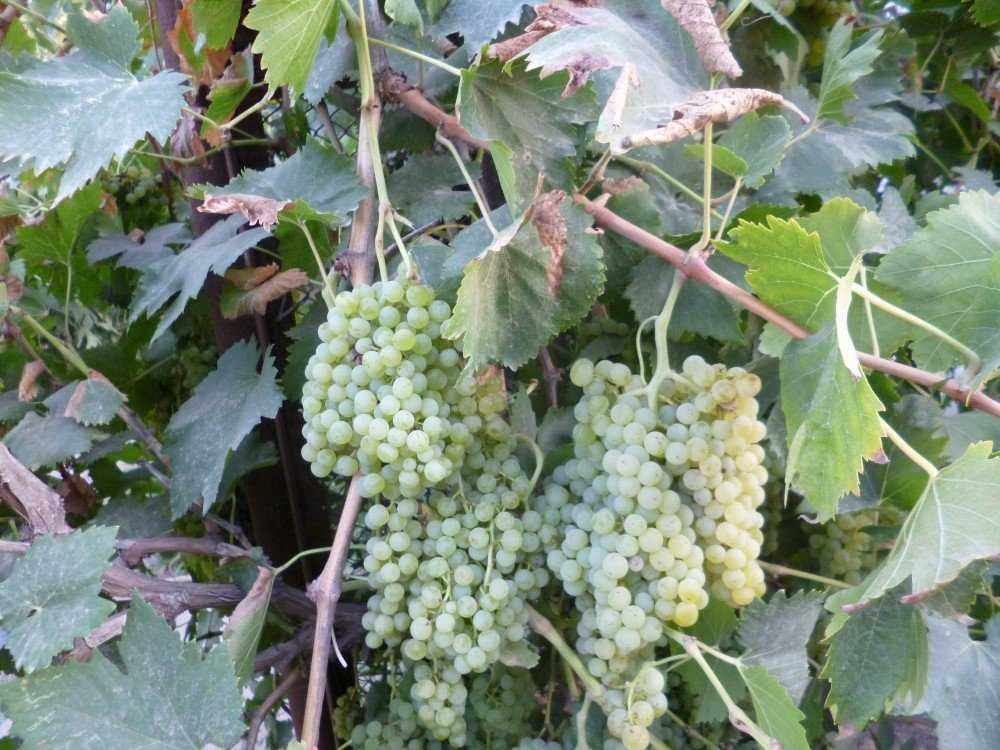 Сорт винограда кишмиш 342 (кишмиш венгерский)