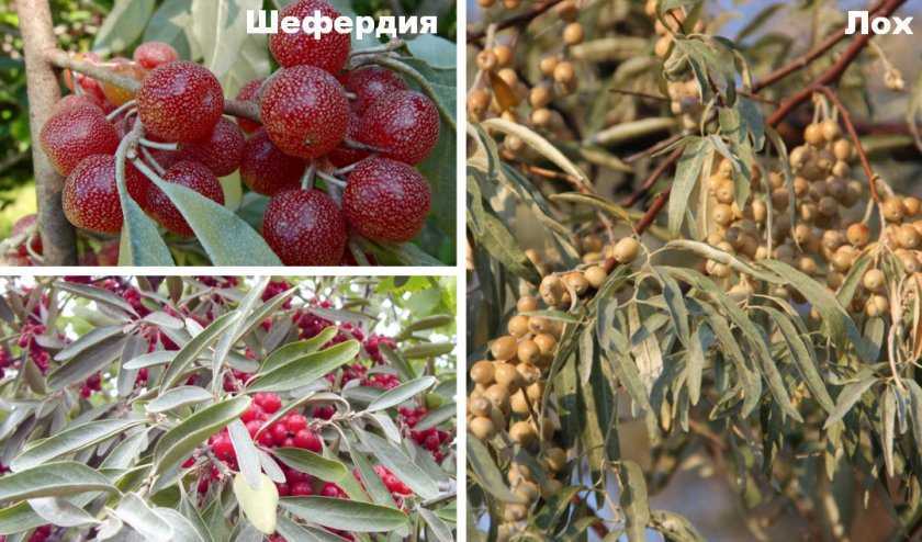 Шефердия серебристая (красная облепиха): полезные свойства и противопоказания красных ягод