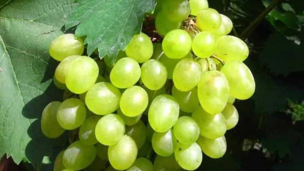 Описание сортов винограда для краснодара
