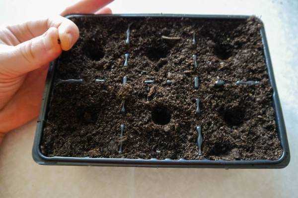 Как сажать базилик в открытый грунт семенами и рассадой