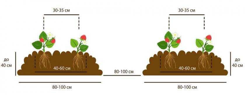 Реально ли увеличить урожайность клубники в открытом грунте и как это сделать?