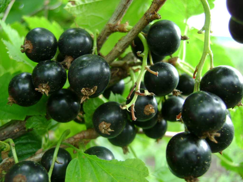 Урожайные сорта черной смородины с наиболее вкусными и крупными ягодами, как сажать и выращивать кусты