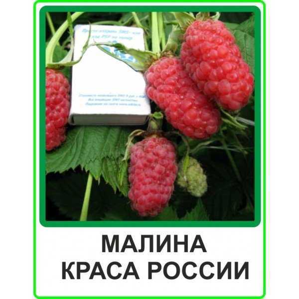 Малина краса россии: описание крупноплодного сорта высокой урожайности, отзывы, правила посадки и ухода, выращивание и урожайность