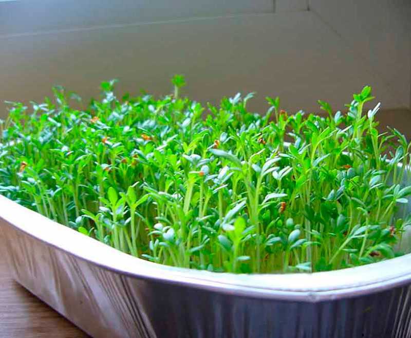 Выращивание кресс салата в открытом грунте, особенности агротехники