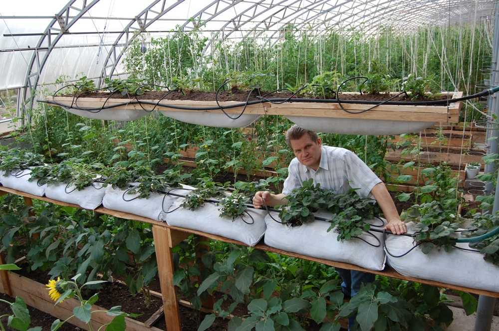 Необычная агротехника выращивания клубники в открытом грунте