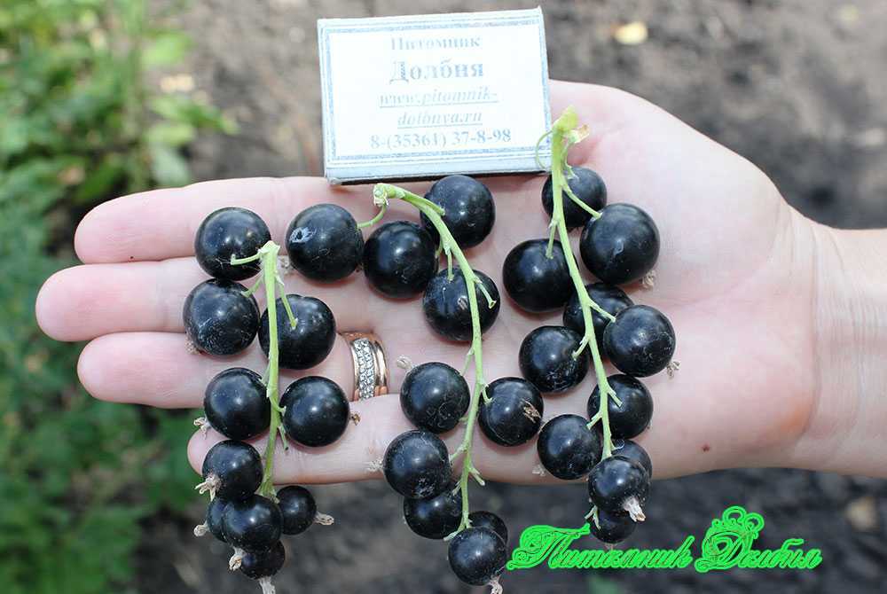 Чёрный жемчуг сорт черной смородины: фото, отзывы, описание сорта, выращивание и уход