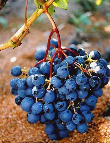 Виноград шарова