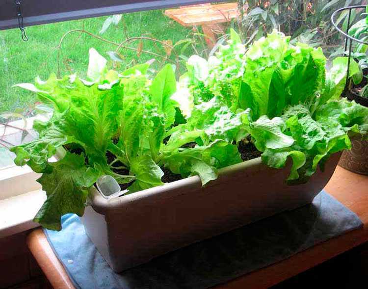 Как вырастить зелень у себя на подоконнике?