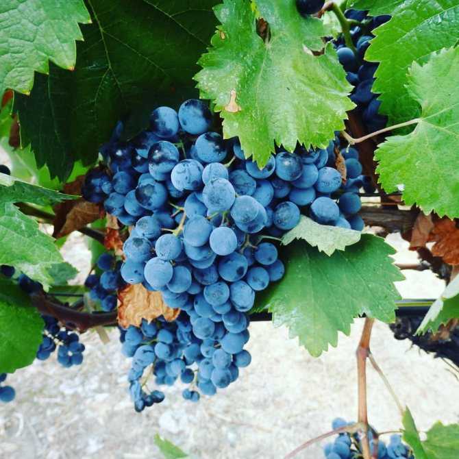 Виноград сорт саперави: описание, фото, отзывы