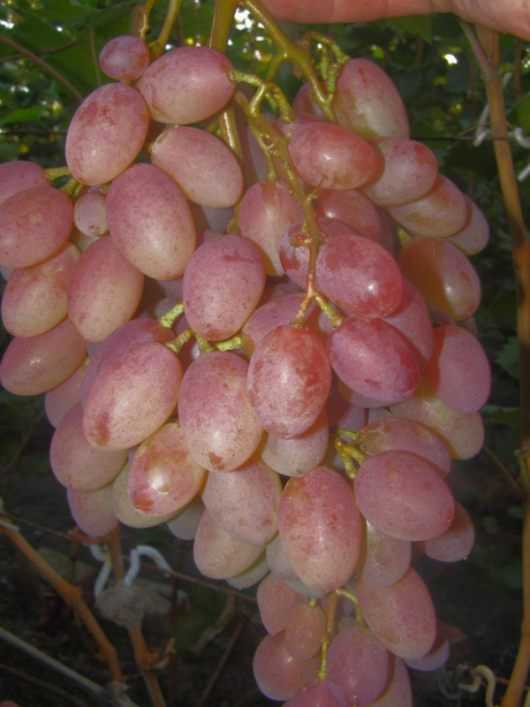 Виноград румба: описание сорта, выращивание, уход и отзывы