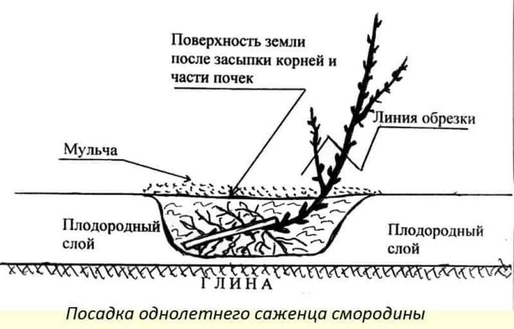Как правильно посадить черную смородину весной и посадка саженец в открытый грунт