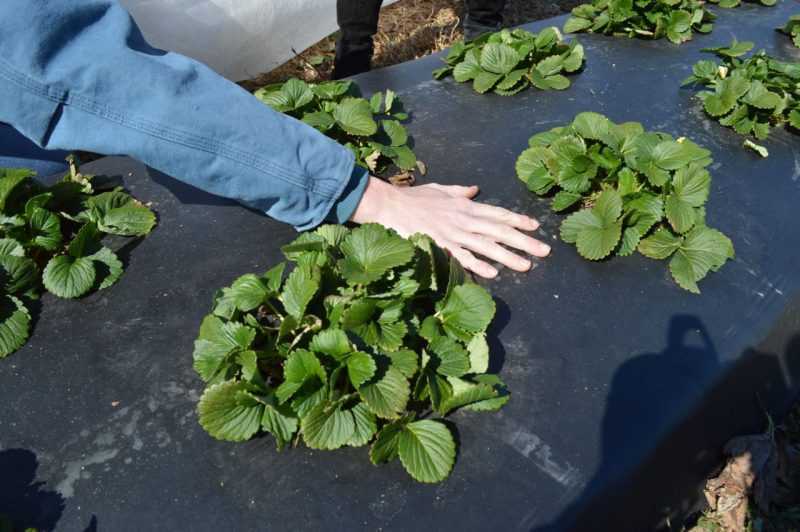 Как правильно посадить клубнику на черное агроволокно
