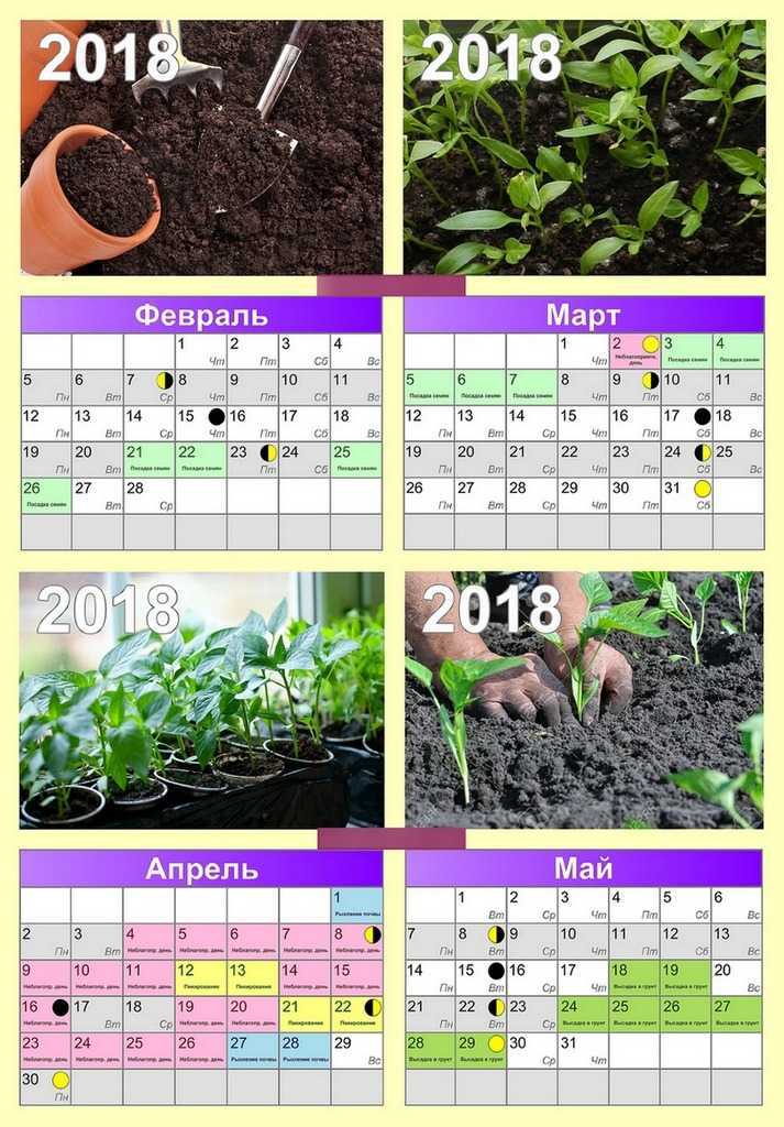Какие цветы сеять на рассаду в марте 2021 года по лунному календарю?