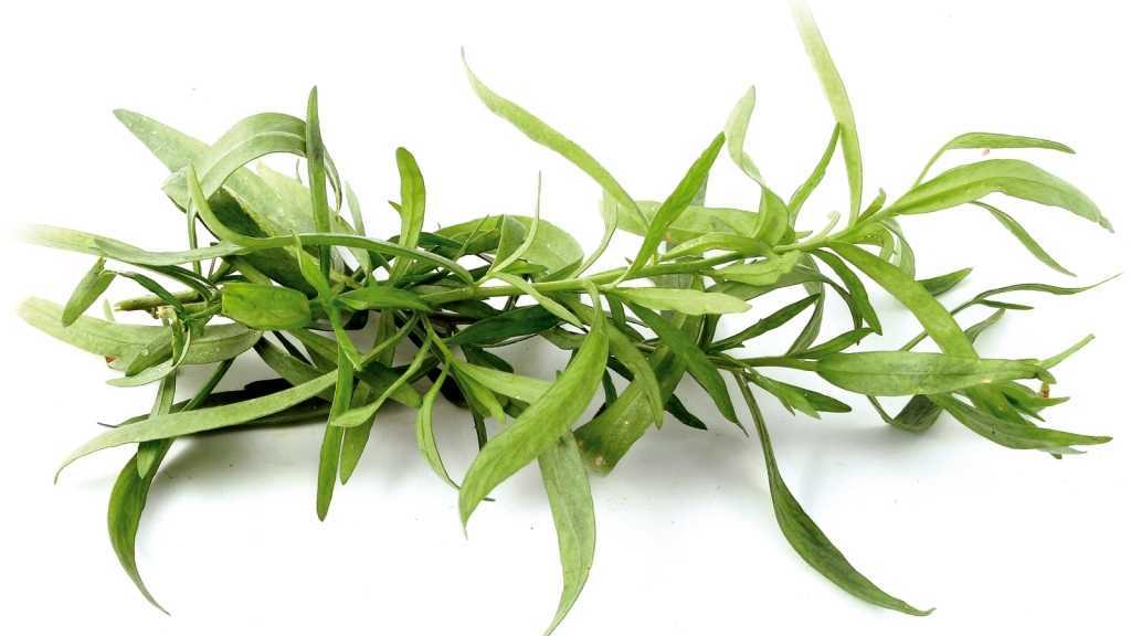 Трава тархун – 5 лучших рецептов лечения эстрагоном