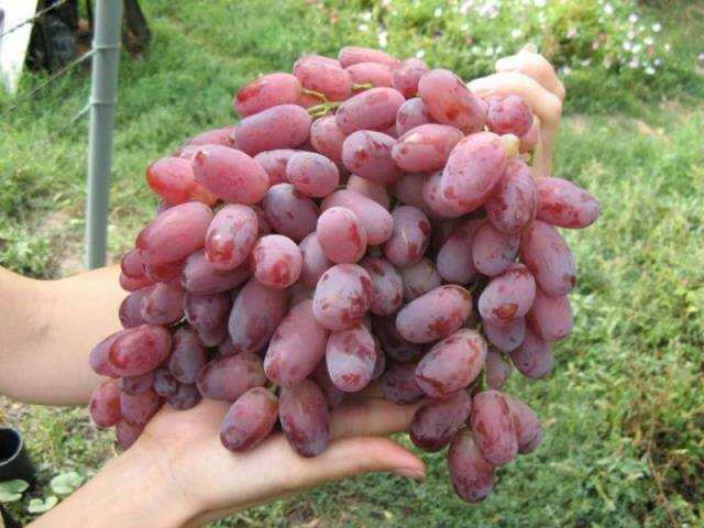 Сорт винограда сенсация: описание, фото
