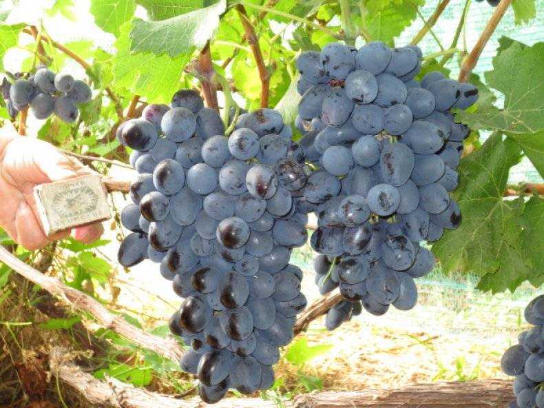 Уход за виноградом на кубани (сорта и болезни)