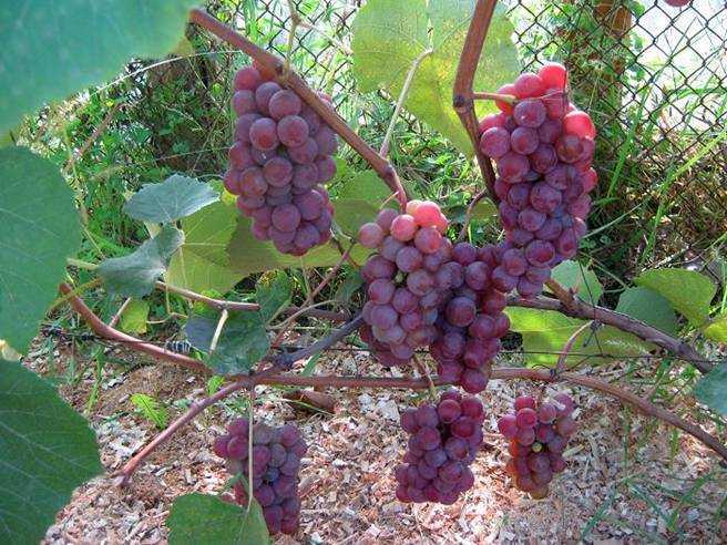 Виноград лидия: особенности сорта и советы по выращиванию
