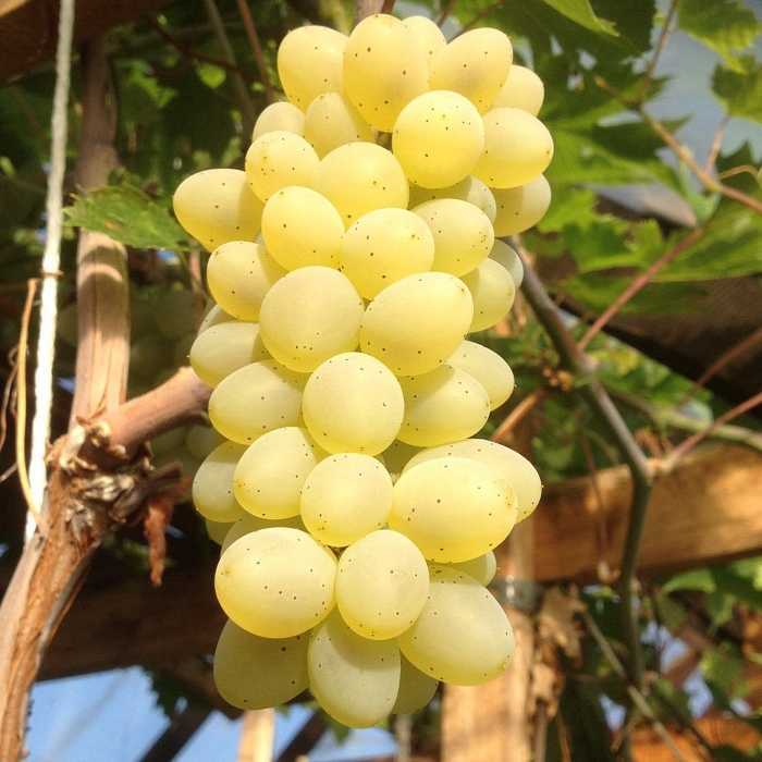 Сорт винограда тимур